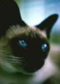 S razlogom, prva slika koju upload-ujem u svoju galeriju. 
Cat's eyes!